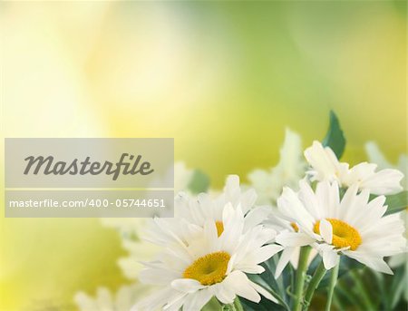 Summer or spring abstract bokeh background with daisy flowers