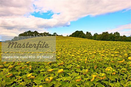 Sunflower Plantation in the French Alps