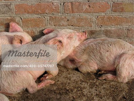 Small piglets sleeping at a farm