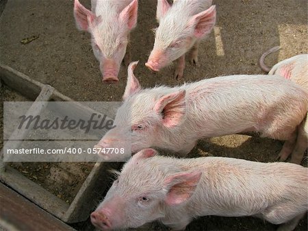 Small piglets near feeder at a farm