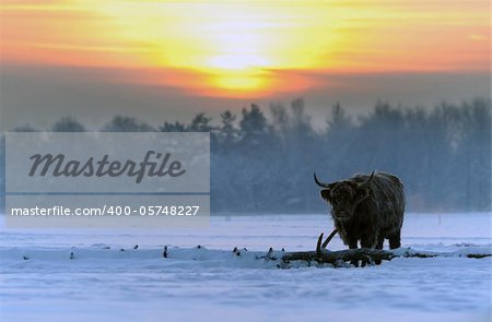 Highland Cattle on a cold morning