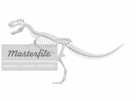 white tyrannosaurus Dinosaur skeleton isolated on white background