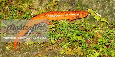 A Red Salamander (Pseudotriton ruber) in the southern United States.