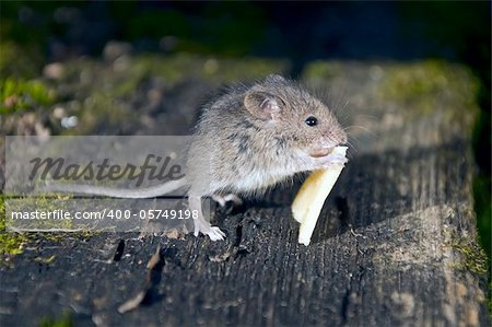 Little mouse with a slice of cheese on boards