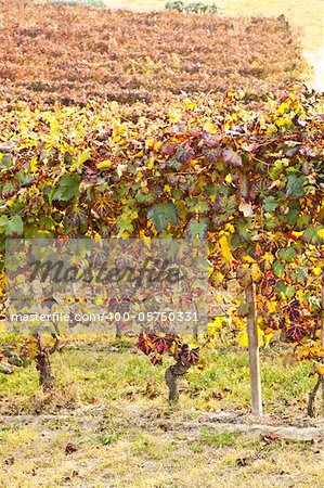 Italian vineyard of Barbera during autumn season