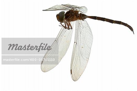 dragonfly isolate on white