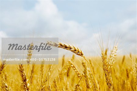 gold barley close up