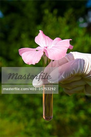 hand holding test tube with pink liquid and flower outdoors in the garden