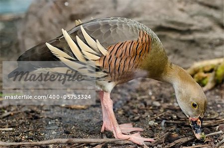 An exotic Australian duck beaking down on the ground