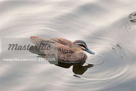 An exotic Australian duck swimming in a pond / lake