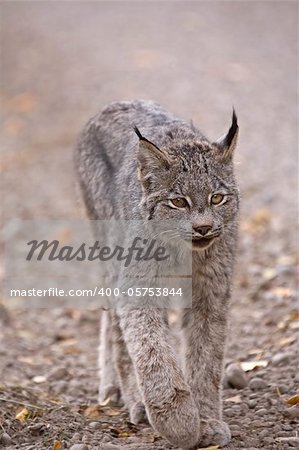 Rocky Mountain Lynx Alberta Canada Close young