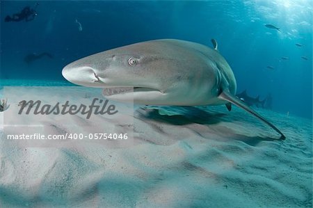 A lemon shark swimming along the sea bed with divers in the background, Bahamas