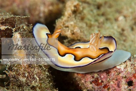 A close up on a sea slug in a general reef scene, Raja Ampat, Indonesia
