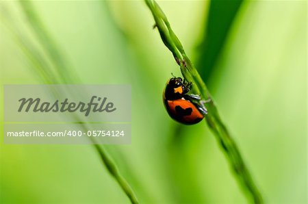 ladybug in the green nature or in the garden