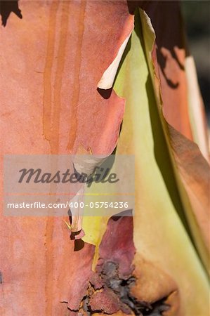 Une section de l'écorce d'un arbre de madrona (arbutus menziesii) dans le nord-ouest du Pacifique. Cet arbre possède une écorce rouge finesse qui pèle.