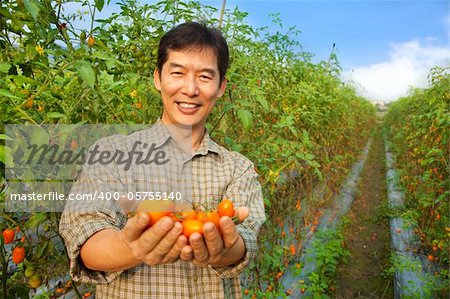 asian farmer holding tomato on his farm