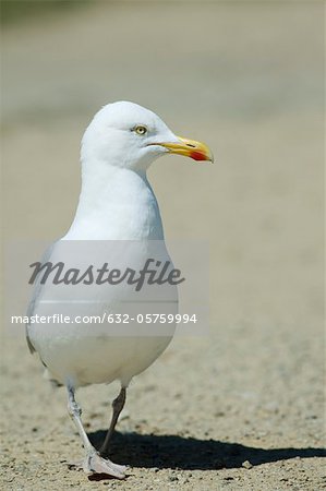 Seagull