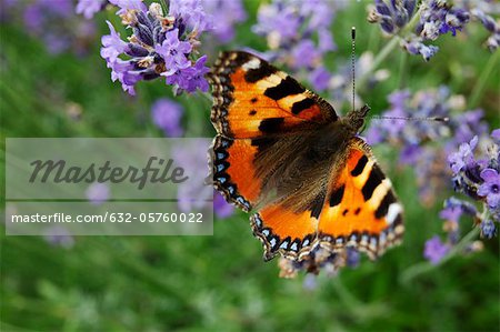 Small Tortoiseshell butterfly (Aglais urticae) on lavender