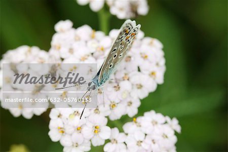 Brown argus butterfly (Aricia agestis)