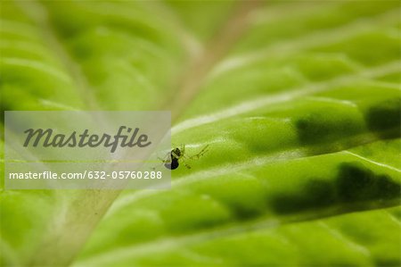 Tiny spider on leaf, close-up