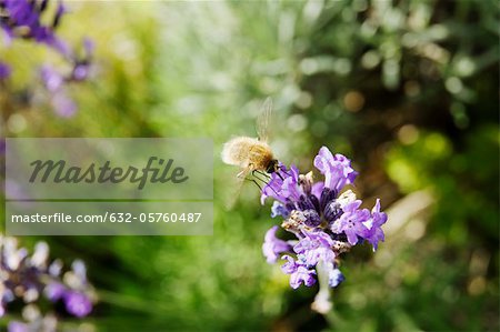 Bombyle sur lavande