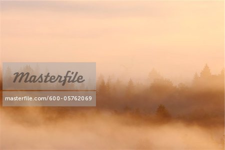 Brume matinale en forêt, vallée de l'Isar, Wolfratshausen, Haute Bavière, Bavière, Allemagne