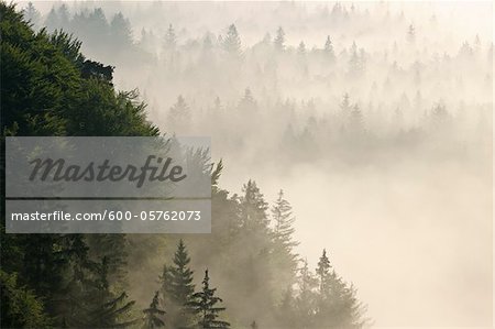 Brume matinale en forêt, vallée de l'Isar, Wolfratshausen, Haute Bavière, Bavière, Allemagne