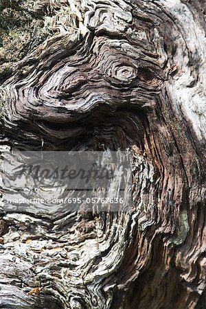 Gnarled tree stump, extreme close-up