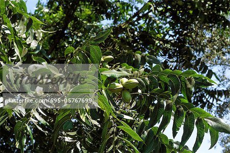 Noix de pécan qui poussent sur les arbres, gros plan