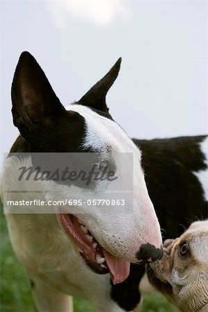 Begegnung zwischen Bullterrier und französische Bulldogge
