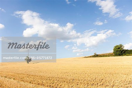 Champ de blé sur la colline