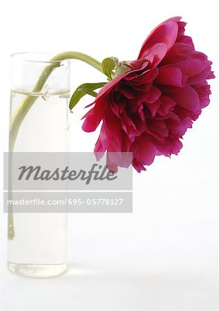 Peony in vase