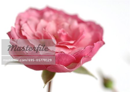 Pink rose in bloom, close-up
