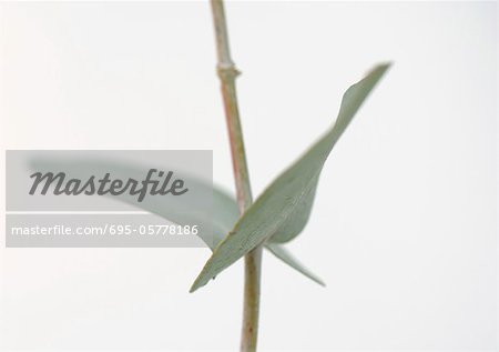 Eukalyptus, close-up
