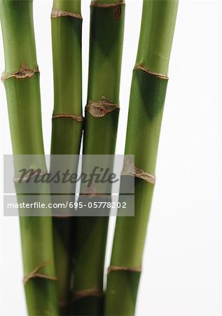 Bamboo, close-up