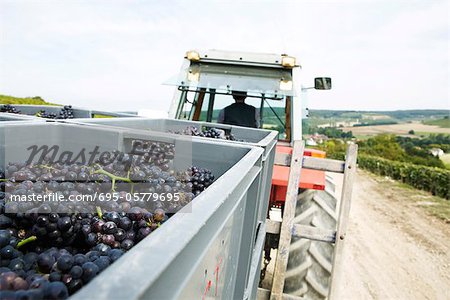 France, Champagne-Ardenne, Aube, grapes in large bins being hauled by tractor