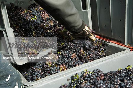 Worker transferring grapes to large bins, cropped
