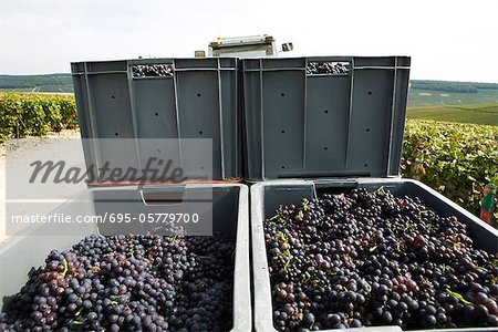France, Champagne-Ardenne, Aube, bins of grapes stacked in vineyard