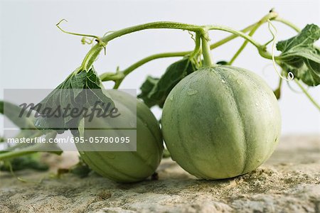 Melons sur vigne