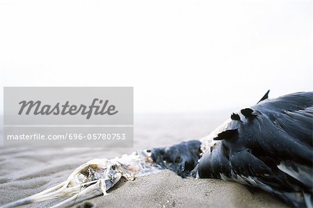 Seagull decomposing on beach