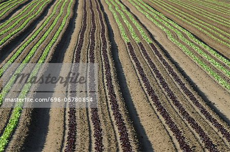 France, Jura, field of lettuce