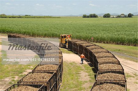 Machine-cut sugar cane in rail trucks outside mill, Ayr, Queensland, Australia, Pacific