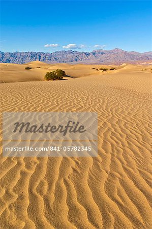 Ondulations du sable, des buissons de mesquite dans les dunes de sable de Mesquite Flats, montagnes de vigne de la gamme Amargosa derrière, Stovepipe Wells, Death Valley National Park, California, États-Unis d'Amérique, Amérique du Nord