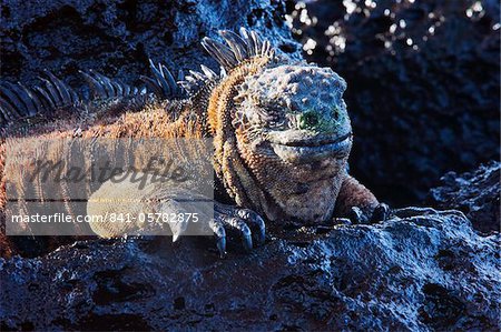 Meerechse (Amblyrhynchus Cristatus), Turtle Bay, UNESCO Weltkulturerbe, Isla Santa Cruz, Galapagos-Inseln, Ecuador, Südamerika