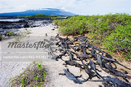 Les iguanes marins (Amblyrhynchus cristatus), Isla Isabela, îles Galápagos, UNESCO World Heritage Site, Equateur, Amérique du Sud