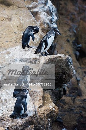 Galápagos-Pinguine (Spheniscus Mendiculus), Isla Isabela, Galapagos-Inseln, UNESCO World Heritage Site, Ecuador, Südamerika