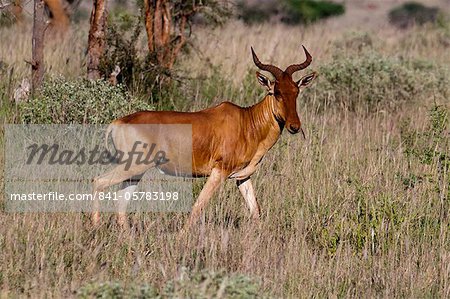 Cokes hartebeest (Alcelaphus buselaphus), Lualenyi Game Reserve, Kenya, East Africa, Africa