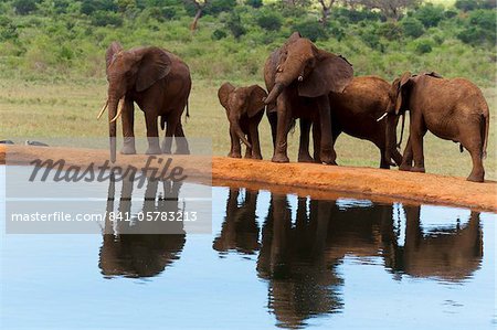 Elephants (Loxodonta africana) at water hole, Tsavo East National Park, Kenya, East Africa, Africa