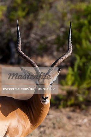 Impala (Aepyceros melampus), Parc National de Tsavo East, Kenya, Afrique de l'est, Afrique Impala (Aepyceros melampus), Parc National de Tsavo East, Kenya, Afrique de l'est, Afrique