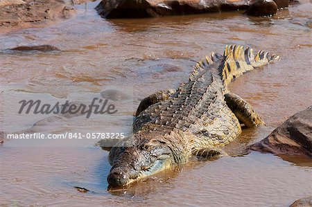 Nile crocodile (Crocodylus niloticus), Tsavo East National Park, Kenya, East Africa, Africa